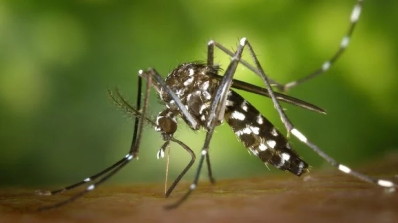 Nagaland recorded over 2,900 dengue cases since June, highest in two decades