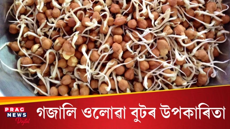 আমি কিয় দৈনিক গজালি ওলোৱা বুট খাব লাগে? ইয়াৰ উপকাৰিতা জানি আপুনি আচৰিত হ'ব