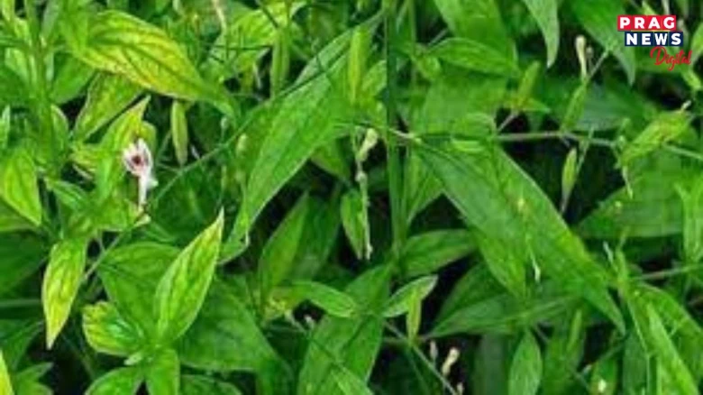 চিৰতা তিতা খাইনে আপুনি? যদি খোৱা নাই আজিৰে পৰা আৰম্ভ কৰক, চিৰতাৰ গুণাগুণ জানো আহক...