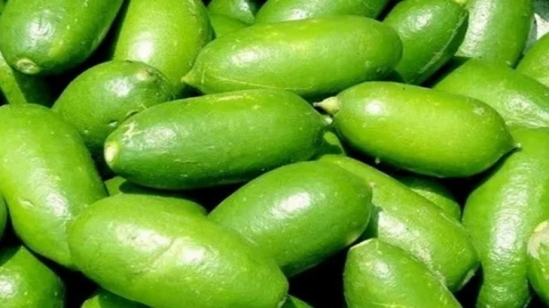 Assam’s lemon may lose its original distinctive genetic characteristics: Study