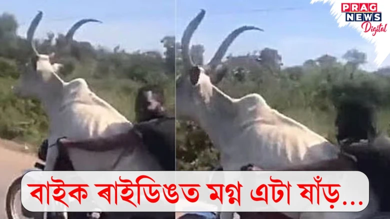 বাইক ৰাইডিঙত মগ্ন এটা ষাঁড়…