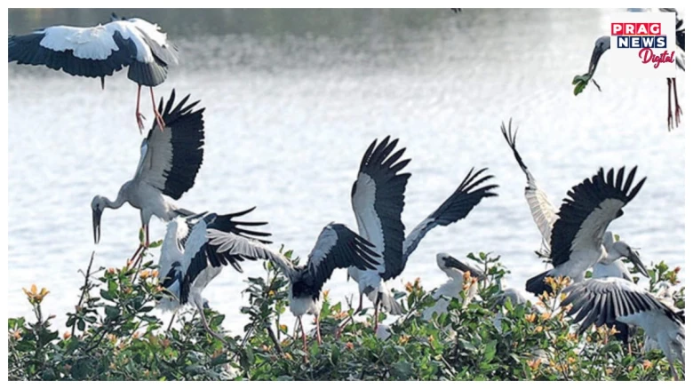 প্ৰকৃতিপ্ৰেমৰ নিৰ্ভেজাল উদাহৰণঃ পৰিভ্ৰমী চৰাইক আমনি নকৰিবলৈ এই সাতখন গাঁওৱে আয়োজন কৰিলে 'নীৰৱ দীৱালি’! নুফুটালে কোনো ব’ম-ফটকা, ক’ত?