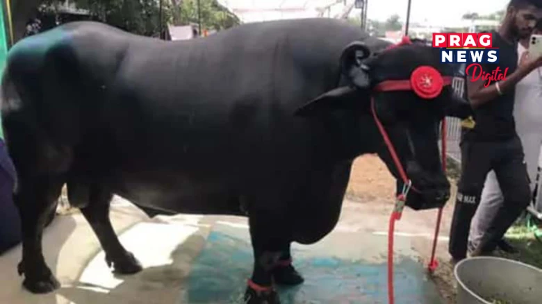 ১৫৭০ কেজিৰ এটা ম’হ; দাম ১১ কোটি টকা; মাহে ৩ লাখ খৰচ হয় মালিকৰ