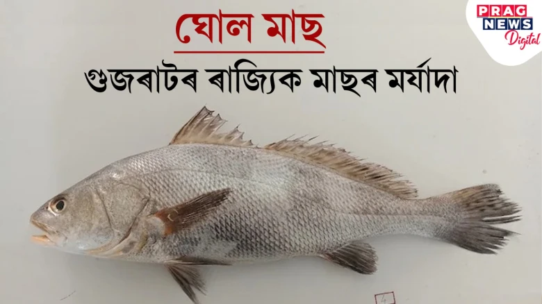 ঘোল মাছক গুজৰাটৰ ৰাজ্যিক মাছ ঘোষণা! ইয়াৰ দাম ইউৰোপ ভ্ৰমণৰ পেকেজৰ সমান