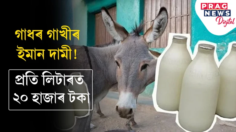 পৃথিৱীৰ আটাইতকৈ দামী এই গাধৰ গাখীৰ! দাম প্ৰতি লিটাৰত ২০ হাজাৰ টকা