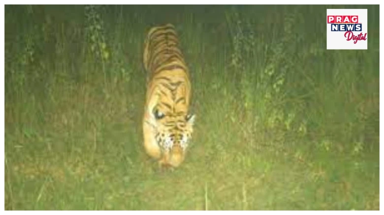 দুনীয়া হাছিন’ কা মেলা, মেলে মে হাম হ্যে অকেলা! সংগিনী বিচাৰি দুহেজাৰ কিলোমিটাৰ ভ্ৰমণ কৰিলে এটা সংগীহীন বাঘে!