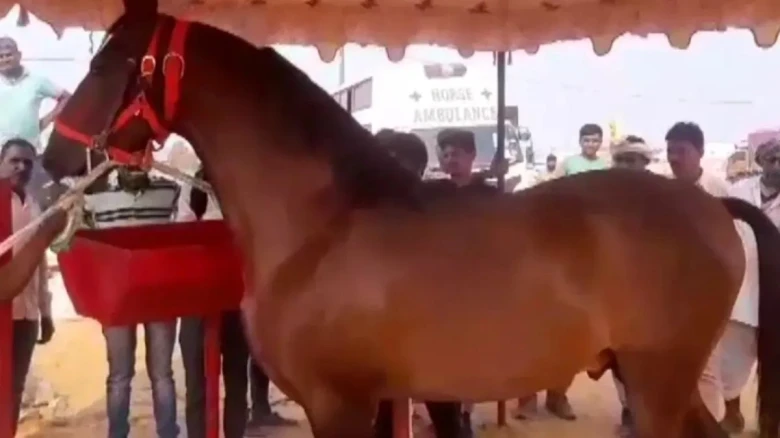 এটা ৭ কোটি টকীয়া ঘোঁৰা! খায় মিনাৰেল ৱাটাৰ, ১৫ লিটাৰ গাখীৰ ইত্যাদি