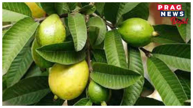 কেৱল মধুৰিআমেই নহয়, ইয়াৰ পাতৰো আছে অনেক যাদুকৰী গুণ,আপুনি জানেনে?