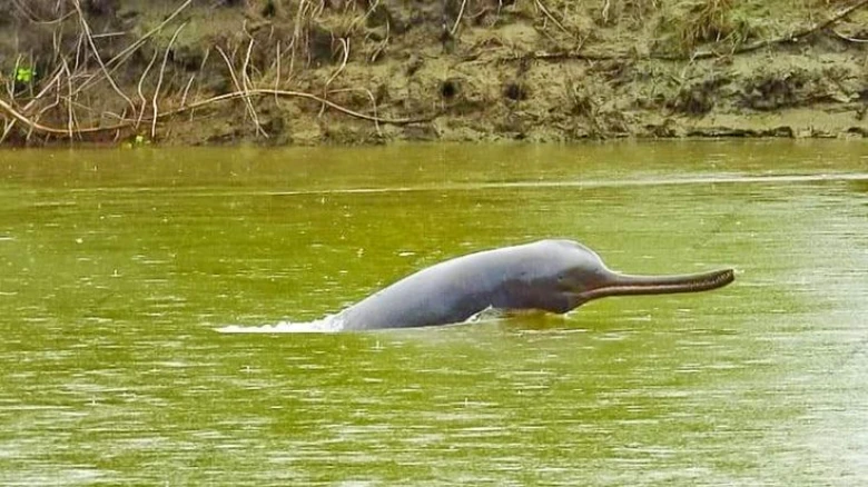 Assam: Endangered Ganges River Dolphin Faces Threat from Illegal Sand Mining in Kulsi River