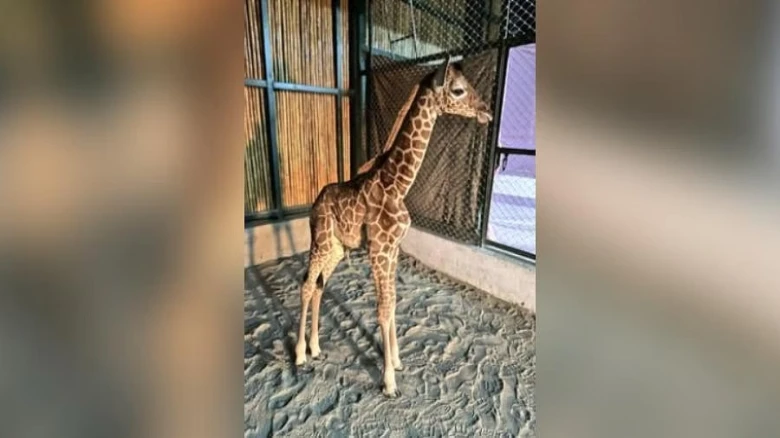 Assam CM names giraffe calf in Assam State Zoo 'Parijat'