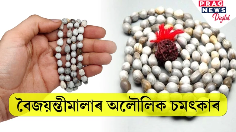 বৈজয়ন্তী মালাৰ মহত্ত্ব আৰু গুৰুত্বৰ কথা জানি লওক! জীৱনত দেখা পাব চমৎকাৰ