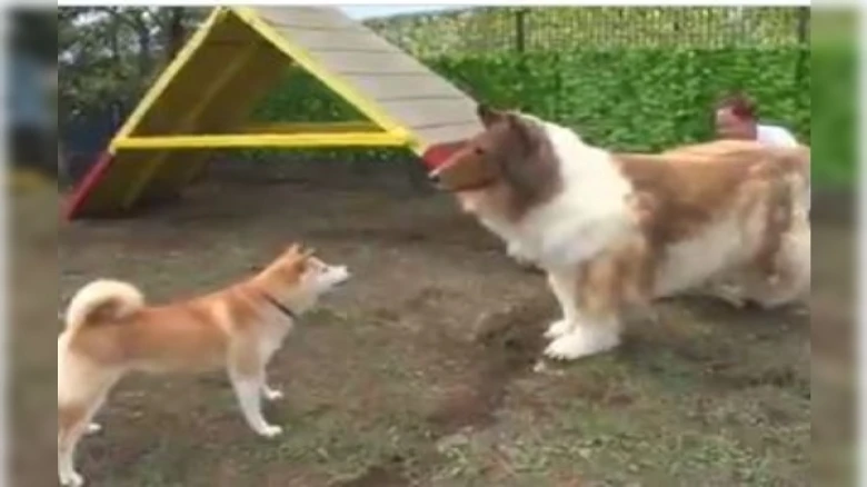 Internet Sensation 'Toco' a Japanese man who turned into a dog faces real one; Here's what happened next