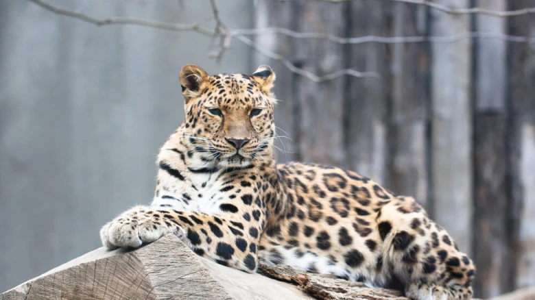 Two adult leopards found dead in Guwahati's Ganeshpara area