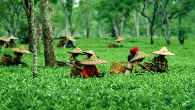 Assam tea worth Rs 2,300 cr sold at Guwahati Tea Auction Centre in FY 2023-24