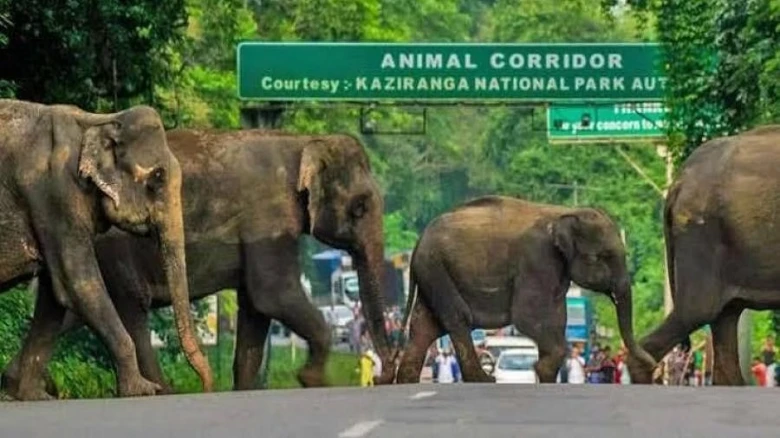 Animal sensors on NH-37 only function during VVIP visits to Kaziranga National Park, claims RTI activist