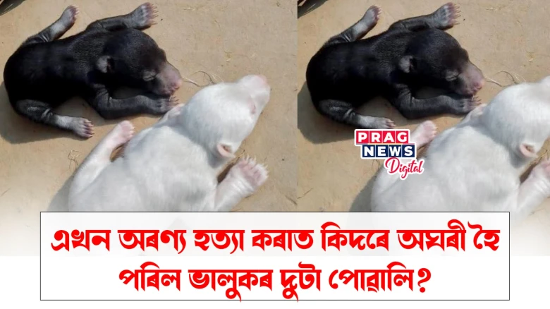 ছত্তীশগড়ত চলিছে অৰণ্য ধ্বংস অভিযান; কংগ্ৰেছলৈ দোষ ঠেলিলে মুখ্যমন্ত্ৰী বিষ্ণু দেও চাইয়ে
