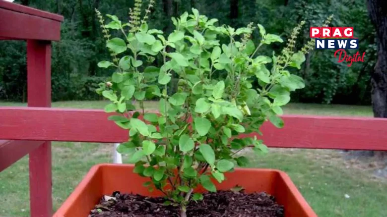 বাস্তুশাস্ত্ৰ অনুযায়ী জানি লওক তুলসী গছে কেনেদৰে জীৱন কৰে সুন্দৰ