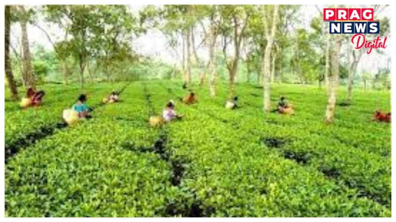 বৰ্ষান্তৰ সমীক্ষা ২০২৩ঃ অসমৰ চাহৰ ২০০ বছৰীয়া যাত্ৰা সম্পূৰ্ণ হোৱাৰ সময়তে  অসমৰ  চাহৰ প্ৰচাৰৰ বিশেষ দিহা