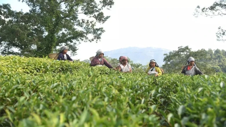 Assam introduces 3% reservation for Tea Tribe, Adivasi communities in teacher recruitment