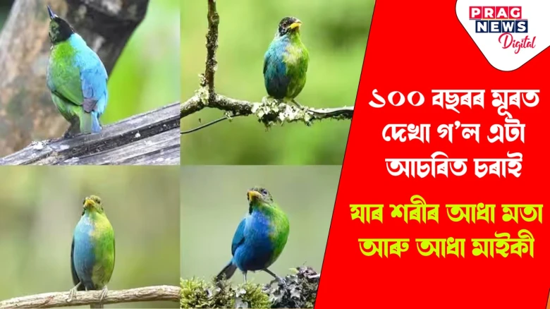 আধা মতা, আধা মাইকী এটি বিৰল চৰাই! দেখা পোৱা গ’ল ১০০ বছৰৰ মূৰত