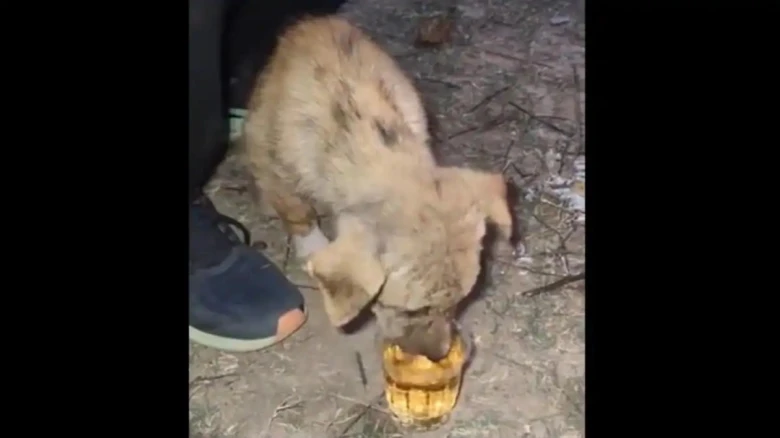 Puppy made to drink whiskey, viral post sparks outrage