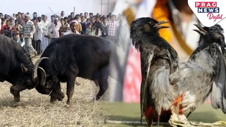 Magh Bihu SOPs issued by Assam Govt for Buffalo & Bulbuli Bird Fights