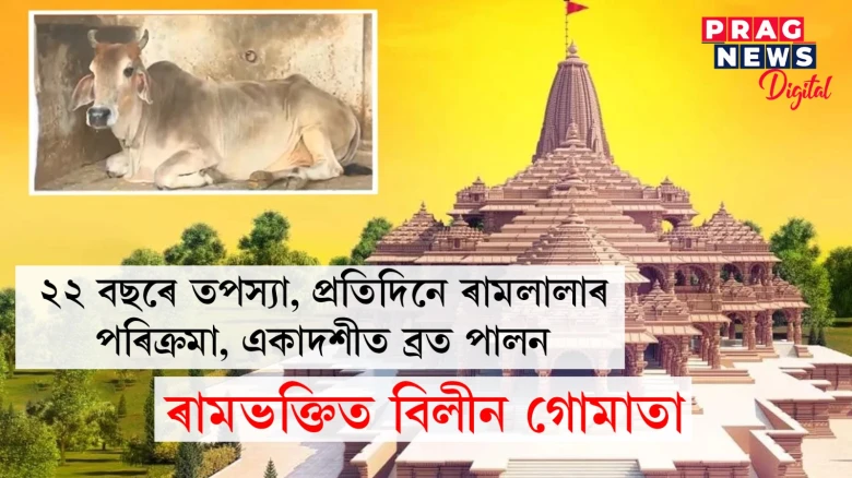 ৰামভক্ত গোমাতা! ২২ বছৰে তপস্যা, প্ৰতিদিনে ৰামলালাৰ পৰিক্ৰমাৰ লগতে একাদশীত ৰাখে ব্ৰত