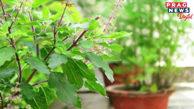 ঘৰৰ কোনদিশত ৰাখিব তুলসীৰ পুলি? বাস্তুই দিছে বিধান, জানক সবিশেষ