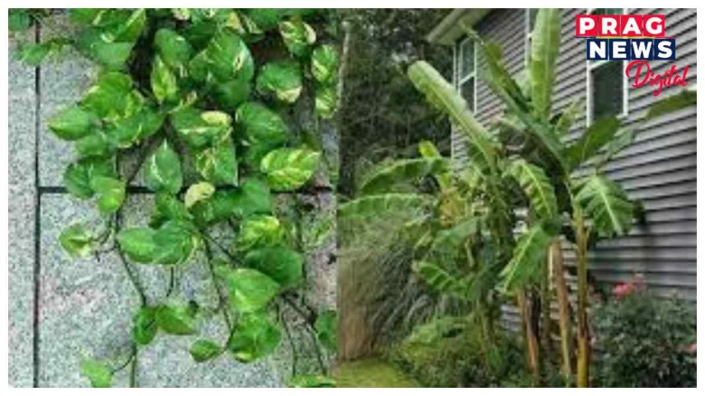বাস্তু শাস্ত্ৰ অনুসৰি বৃক্ষ ৰোপনৰ নিয়মৰ বিষয়ে জানো আহক