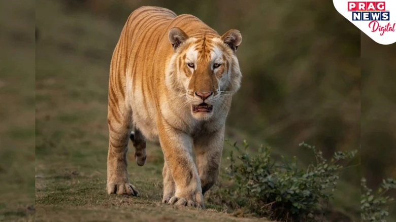 Assam: CM Sarma posts-old pic of rare golden tiger spotted in Kaziranga National Park