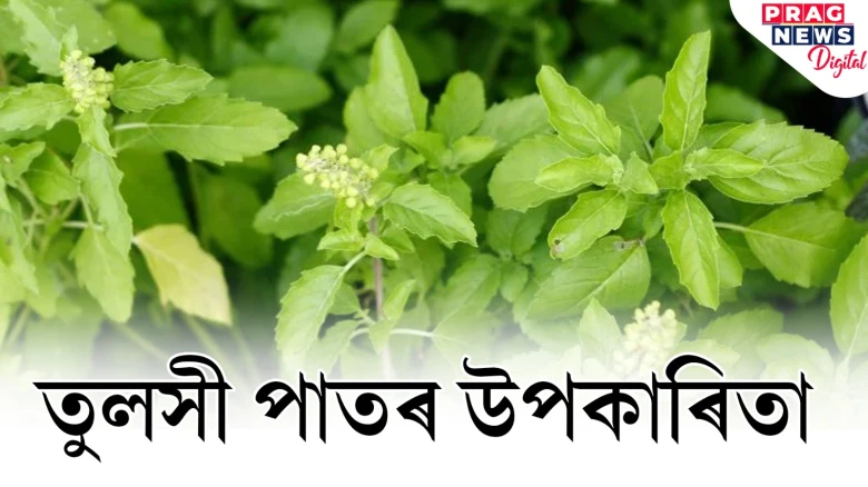 দৈনিক তুলসীৰ পাত খালে পাব অনেক উপকাৰিতা! আয়ুৰ্বেদে কি কয় জানি লওক