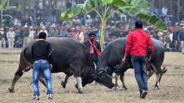 Gauhati HC directs Assam Govt to ban unauthorised 'Buffalo Fights' across Assam