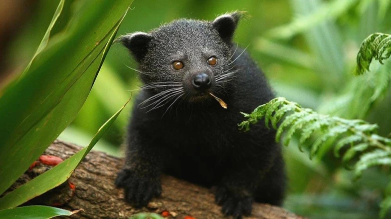 Two new mammalian species recorded in Assam's Kaziranga