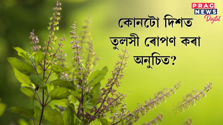 বাস্তু টিপচঃ ভুলতো এনে ঠাইত তুলসী গছ নাৰাখিব! সমস্যাৰ সন্মুখীন হ’ব
