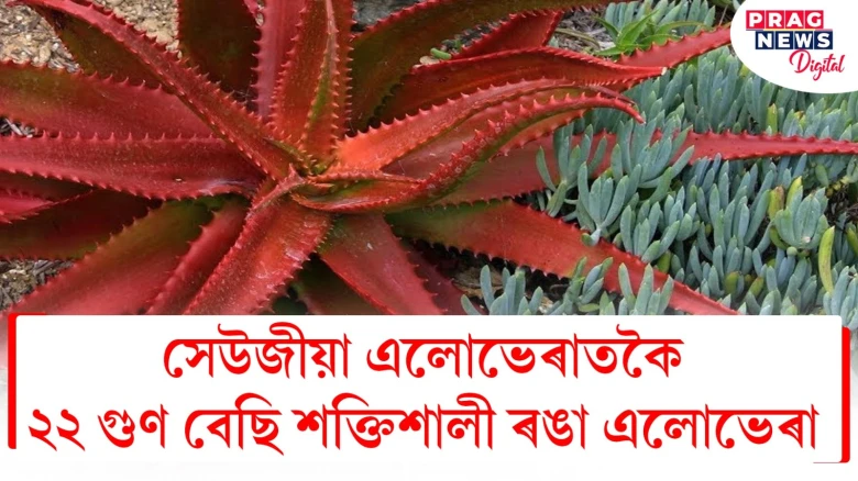সেউজীয়াতকৈ ২২ গুণ বেছি শক্তিশালী ৰঙা এলোভেৰা! ইয়াৰ অনেক উপকাৰিতা জানি লওক