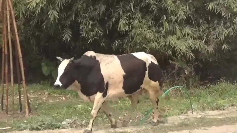 Locals allegedly beat bull to death in Assam's Barpeta, FIR lodged