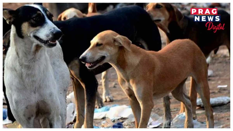 তেলেংগানাত আচৰিত ঘটনাঃ ২০ টাকৈ পথৰ কুকুৰক গুলীয়াই হত্যা  কৰি পলাই গ’ল হত্যাকাৰী
