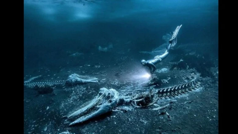 Swedish photographer bags Underwater Photographer of the Year for image of 'Whale Bones'