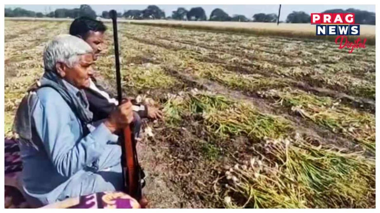 সোণৰ দৰেই মূল্যৱান হৈ পৰিছে  নহৰু!  পথাৰত বন্দুক হাতত লৈ চোৰৰ পৰা নহৰু ৰক্ষাৰ চেষ্টা চলাইছে কৃষকে, স্থাপন কৰিছে চিচিটিভি কেমেৰাও