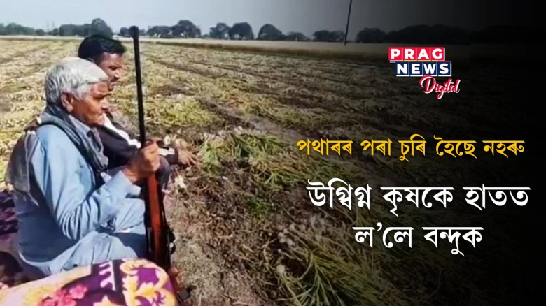 পথাৰৰ পৰা চুৰি হৈছে নহৰু ; উগ্বিগ্ন কৃষকে হাতত ল’লে বন্দুক