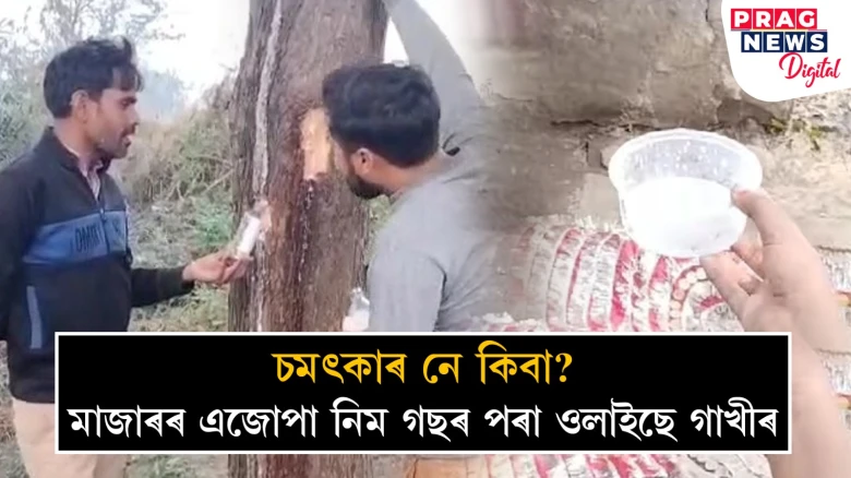 তিতা নিম গছৰ পৰা ওলাল মিঠা গাখীৰ! মাজাৰত অলৌকিক ঘটনা