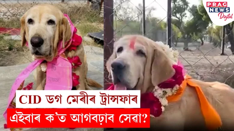 ৮ বছৰ ধৰি CID বিভাগত কাম কৰা ডগ মেৰীৰ ট্ৰান্সফাৰ! মেৰীক ৰাজকীয় বিদায়