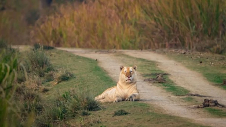 Concerns Rise Over Growing Population of Golden Tigers in Kaziranga Amidst Conservation Challenges