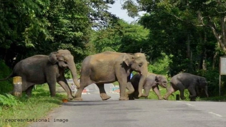 Elephant Cub Killed In Road Accident At Doboka Akashiganga Highway