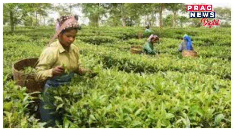 অসমৰ চাহ জনগোষ্ঠীয় সম্প্ৰদায়ক তেওঁলোকৰ কঠোৰ পৰিশ্ৰমৰ বাবে প্ৰশংসা কৰিলে মোদীয়ে,পৰ্যটকসকলক চাহ বাগিচা পৰিদৰ্শন কৰিবলৈ আহ্বান