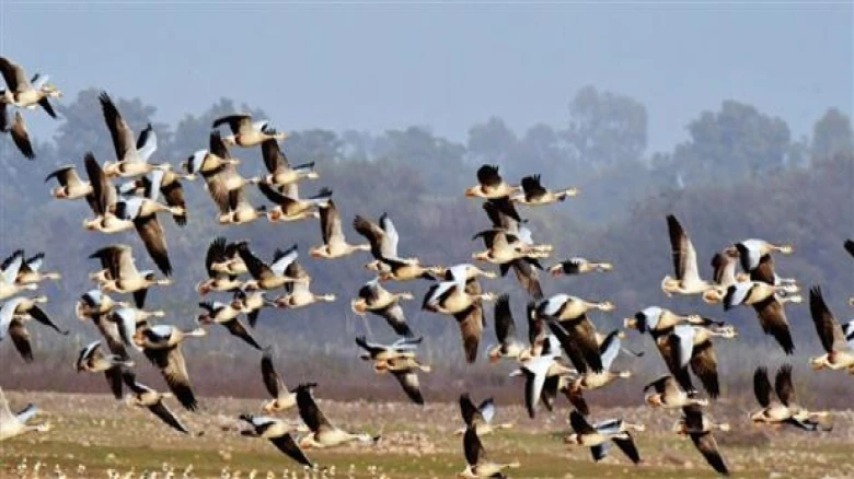 Assam: Migratory birds poisoned and killed by miscreants in Biswanath