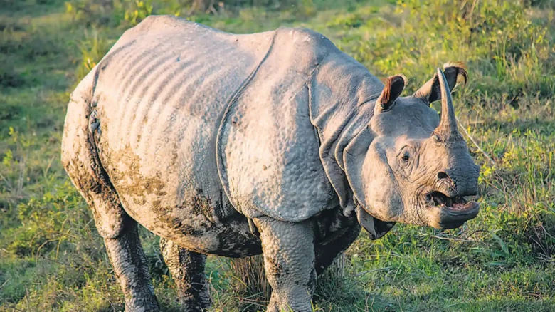 Assam: Rhino carcass recovered in Kaziranga National Park