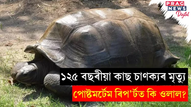 ১২৫ বছৰীয়া কাছ চাণক্যৰ মৃত্যু; ১০ দিন ধৰি খাদ্য খোৱা বন্ধ কৰি দিছিল