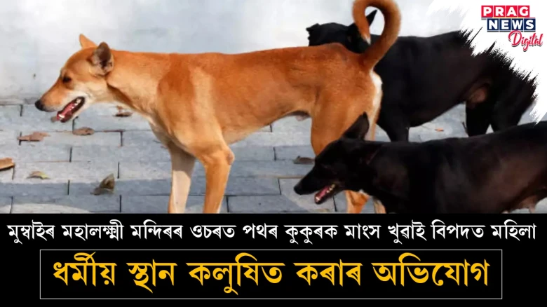 পথৰ কাষৰ কুকুৰক মাংস খুৱাই বিপদত মহিলা; আৰক্ষীৰ অনুসন্ধান আৰম্ভ