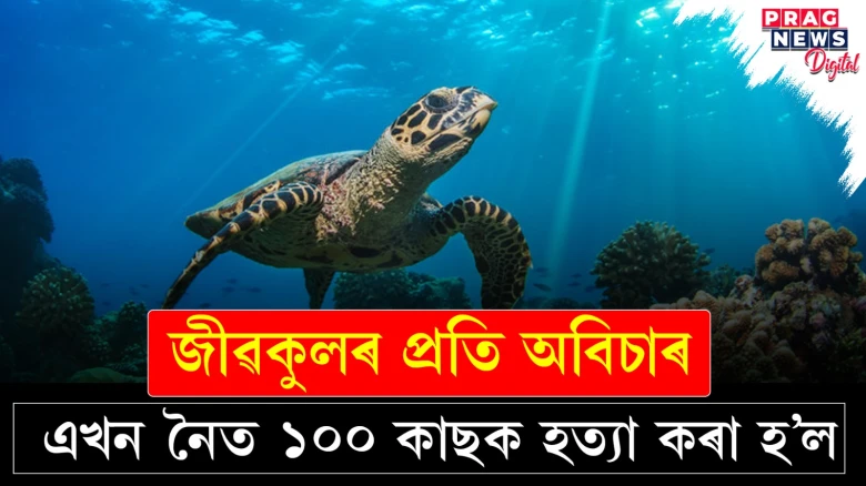 পৰিবেশৰ প্ৰতি আন এক ভাবুকি; চেনাব নদীত মৃত্যু হৈছে শতাধিক কাছৰ